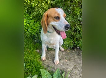 Süße Beagledame Tami wartet in Portugal auf unserem Tierschutzhof auf dich!