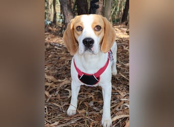 Süße Beagledame Tami wartet in Portugal auf unserem Tierschutzhof auf dich!