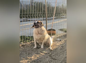 *Notfell* BONGO muss abspecken, Pflegestelle/Gnadenplatz, Rüde, 4,5 Jahre, 40 cm, Tierschutz