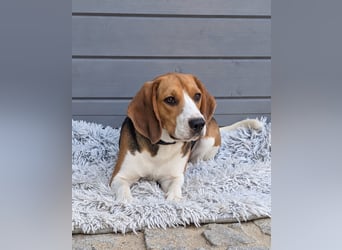 Beagle Panko wartet in Portugal auf unserem Tierschutzhof!