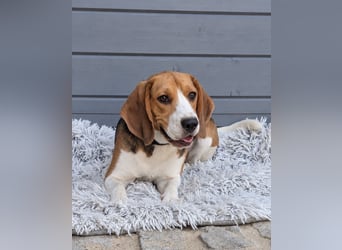 Beagle Panko wartet in Portugal auf unserem Tierschutzhof!