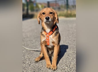 Astro, Beaglejunge auf der Suche nach Liebe