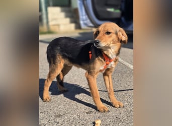 Astro, Beaglejunge auf der Suche nach Liebe