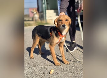 Astro, Beaglejunge auf der Suche nach Liebe