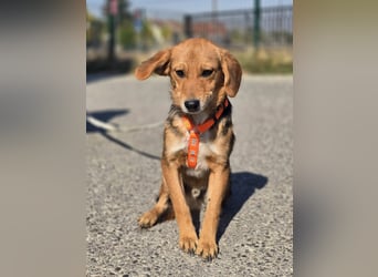 Astro, Beaglejunge auf der Suche nach Liebe