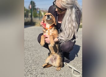 Astro, Beaglejunge auf der Suche nach Liebe
