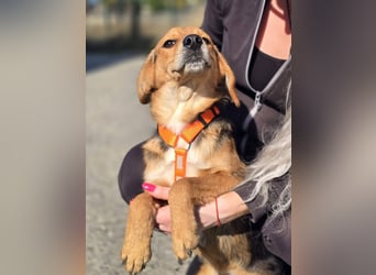 Astro, Beaglejunge auf der Suche nach Liebe