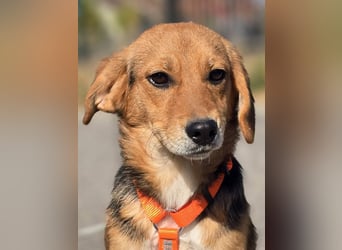 Astro, Beaglejunge auf der Suche nach Liebe