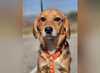 Astro, Beaglejunge auf der Suche nach Liebe