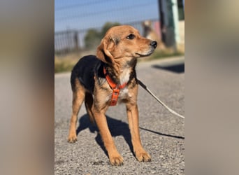 Astro, Beaglejunge auf der Suche nach Liebe