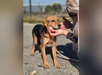 Astro, Beaglejunge auf der Suche nach Liebe