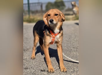 Astro, Beaglejunge auf der Suche nach Liebe