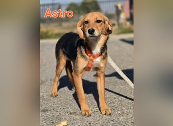 Astro, Beaglejunge auf der Suche nach Liebe
