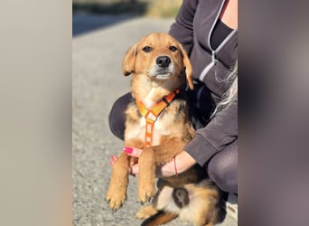 Astro, Beaglejunge auf der Suche nach Liebe