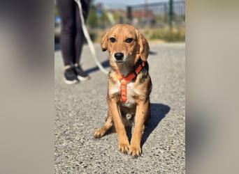 Astro, Beaglejunge auf der Suche nach Liebe