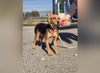 Astro, Beaglejunge auf der Suche nach Liebe