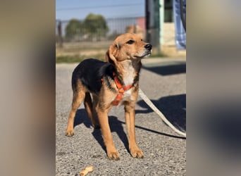 Astro, Beaglejunge auf der Suche nach Liebe