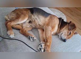 ❤️❤️❤️ treue Hundeseele ROCKY - 10 Jahre, 39cm/10kg - Beagle-Mix