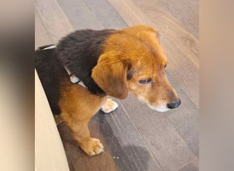 ❤️❤️❤️ treue Hundeseele ROCKY - 10 Jahre, 39cm/10kg - Beagle-Mix