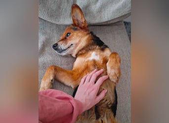 ❤️❤️❤️ treue Hundeseele ROCKY - 10 Jahre, 39cm/10kg - Beagle-Mix