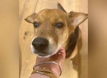 ❤️❤️❤️ treue Hundeseele ROCKY - 10 Jahre, 39cm/10kg - Beagle-Mix