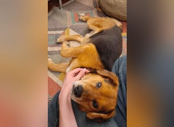❤️❤️❤️ treue Hundeseele ROCKY - 10 Jahre, 39cm/10kg - Beagle-Mix