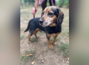 Dodo LM – Kleiner Senior mit großem Herzen sucht Geborgenheit