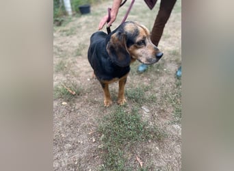 Dodo LM – Kleiner Senior mit großem Herzen sucht Geborgenheit