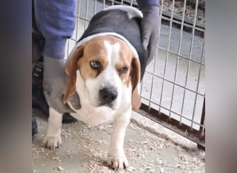 BUKTA - BESONDERER BEAGLE