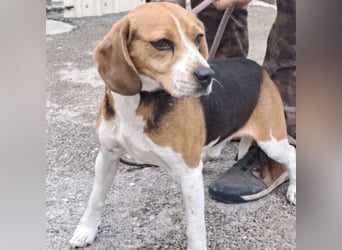 GINO MÖCHTE ANKOMMEN GINO MÖCHTE ANKOMMEN