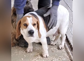 BUKTA - BESONDERER BEAGLE