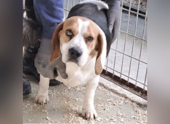 BUKTA - BESONDERER BEAGLE