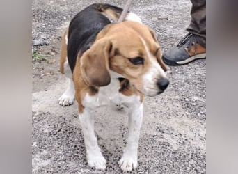 GINO MÖCHTE ANKOMMEN GINO MÖCHTE ANKOMMEN