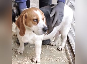 BUKTA - BESONDERER BEAGLE