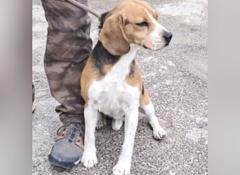 GINO MÖCHTE ANKOMMEN GINO MÖCHTE ANKOMMEN