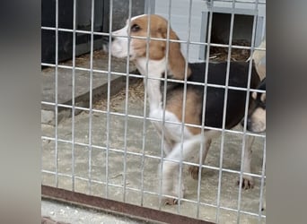 ETTA - GUTE LAUNE AUF 4 PFOTEN