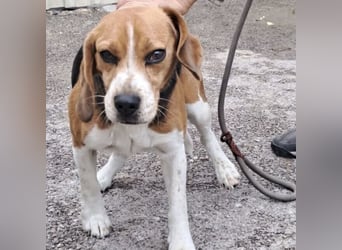 GINO MÖCHTE ANKOMMEN GINO MÖCHTE ANKOMMEN