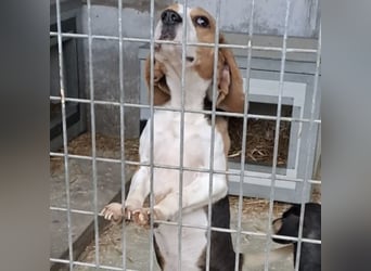 ETTA - GUTE LAUNE AUF 4 PFOTEN