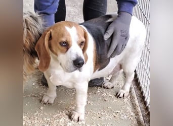 BUKTA - BESONDERER BEAGLE