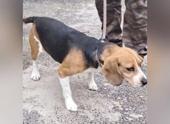 GINO MÖCHTE ANKOMMEN GINO MÖCHTE ANKOMMEN