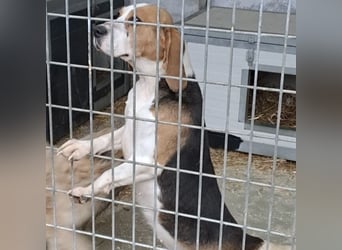 ETTA - GUTE LAUNE AUF 4 PFOTEN