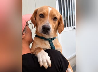 Lucillo: Beagle-Mix für "überall mit dabei"