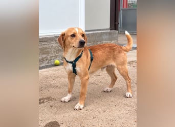 Lucillo: Beagle-Mix für "überall mit dabei"