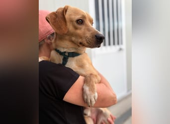 Lucillo: Beagle-Mix für "überall mit dabei"