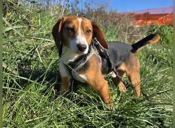 Macchia: Papa mit Herz