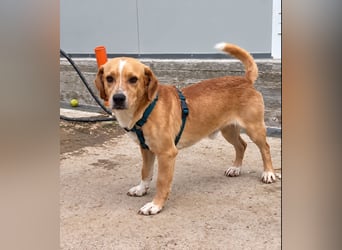 Lucillo: Beagle-Mix für "überall mit dabei"