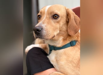 Lucillo: Beagle-Mix für "überall mit dabei"