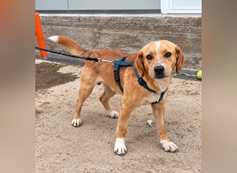 Lucillo: Beagle-Mix für "überall mit dabei"