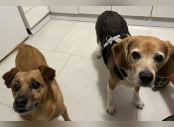 MIMI - die liebe Seniorin träumt von einem liebevollen Für-Immer Zuhause!