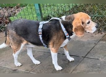 MIMI - die liebe Seniorin träumt von einem liebevollen Für-Immer Zuhause!